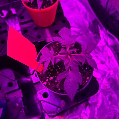 Runtz Muffin  growlog timeline photo