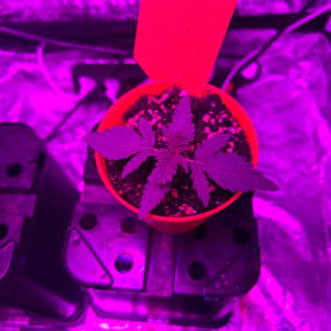 Blue Sunset Sherbert growlog timeline photo