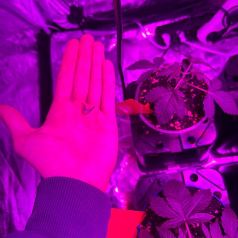 Liberty Haze growlog timeline photo