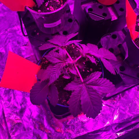 Gorilla Zkittlez growlog timeline photo