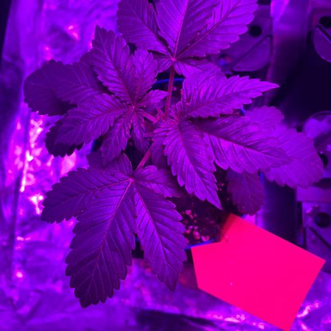 Gorilla Zkittlez growlog timeline photo