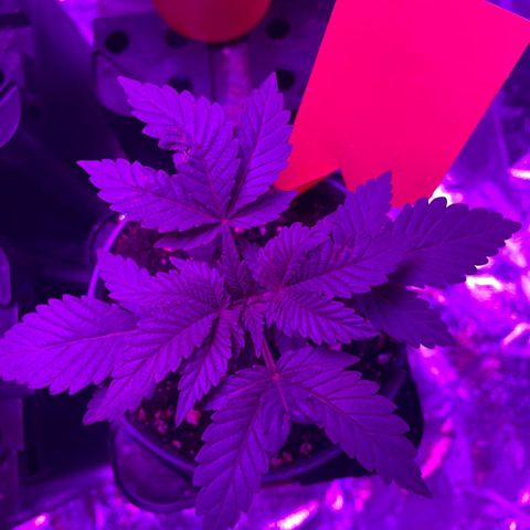 Runtz Muffin  growlog timeline photo