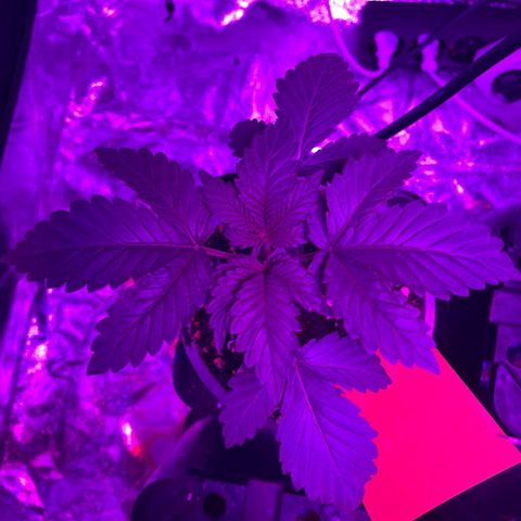 Liberty Haze growlog timeline photo