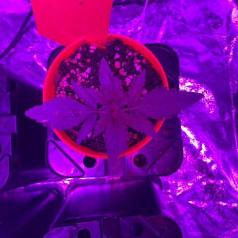 Blue Sunset Sherbert growlog timeline photo