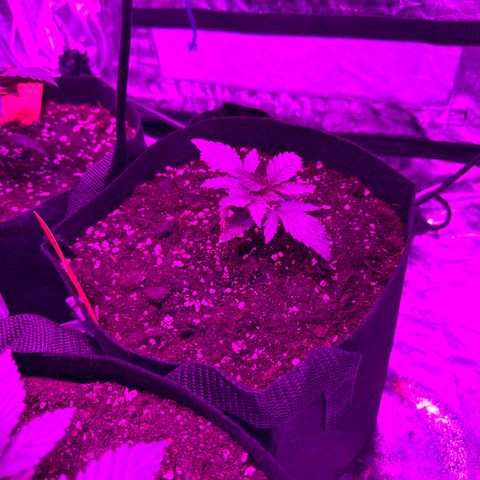 Blue Sunset Sherbert growlog photo: Umgetopft in 11l Stoff Töpfe 