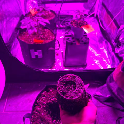 Blue Sunset Sherbert growlog photo: Umgetopft in 11l Stoff Töpfe 