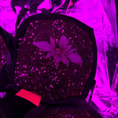 Blue Sunset Sherbert growlog photo: Umgetopft in 11l Stoff Töpfe 