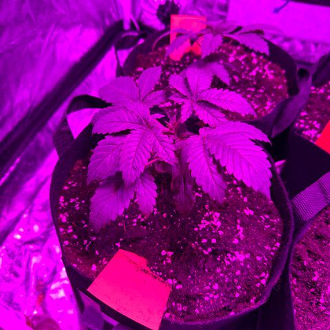 Gorilla Zkittlez growlog photo: Umgetopft in 11l Stoff Töpfe 