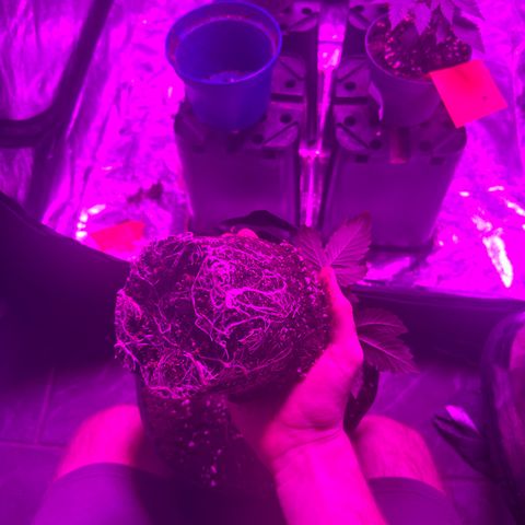 Gorilla Zkittlez growlog photo: Umgetopft in 11l Stoff Töpfe 