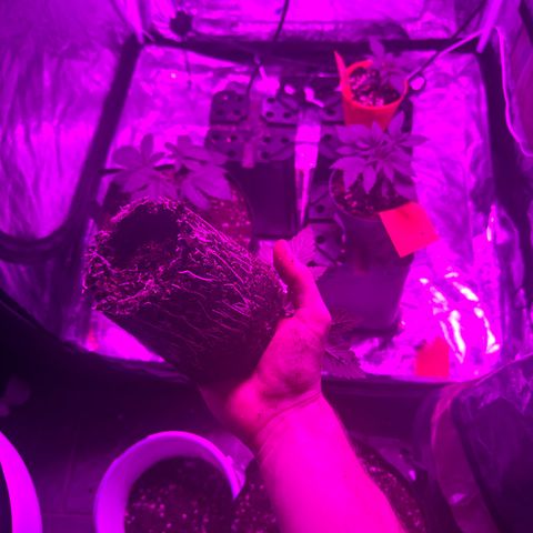 Liberty Haze growlog photo: Umgetopft in 11l Stoff Töpfe 