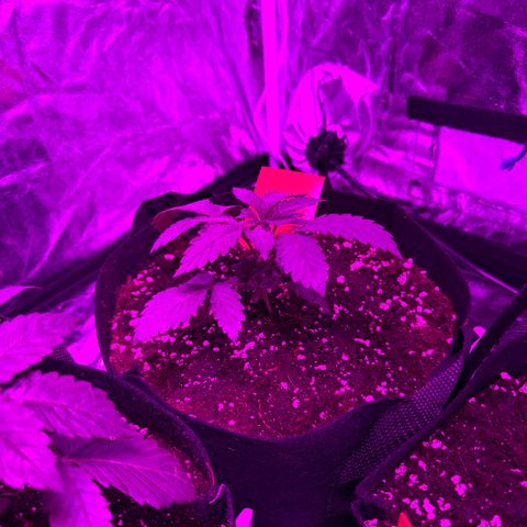 Liberty Haze growlog photo: Umgetopft in 11l Stoff Töpfe 