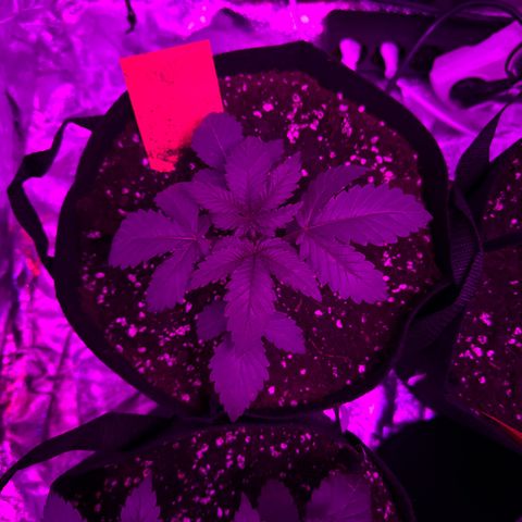 Liberty Haze growlog photo: Umgetopft in 11l Stoff Töpfe 