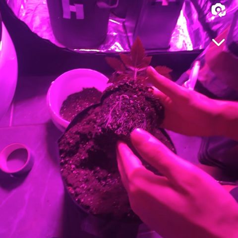 Runtz Muffin  growlog photo: Umgetopft in 11l Stoff Töpfe 