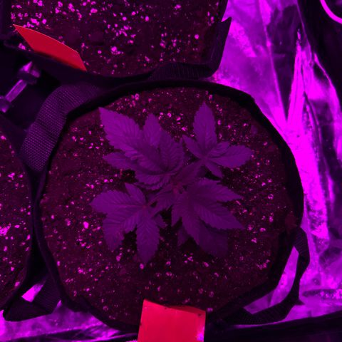 Runtz Muffin  growlog photo: Umgetopft in 11l Stoff Töpfe 