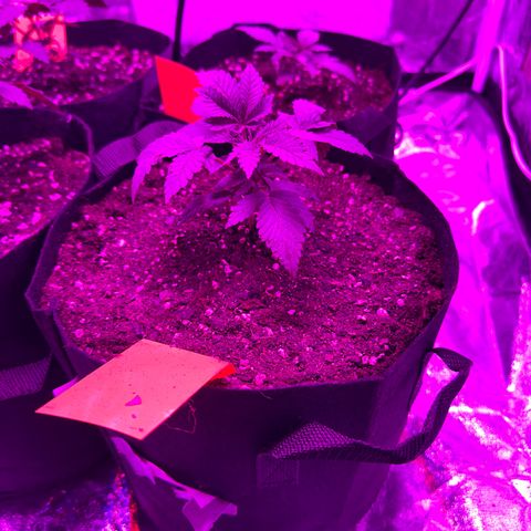 Runtz Muffin  growlog photo: Umgetopft in 11l Stoff Töpfe 