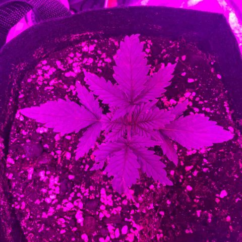 Blue Sunset Sherbert growlog timeline photo