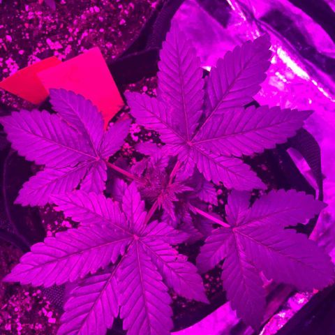 Gorilla Zkittlez growlog timeline photo