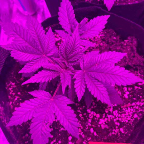 Runtz Muffin  growlog timeline photo