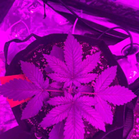 Liberty Haze growlog timeline photo