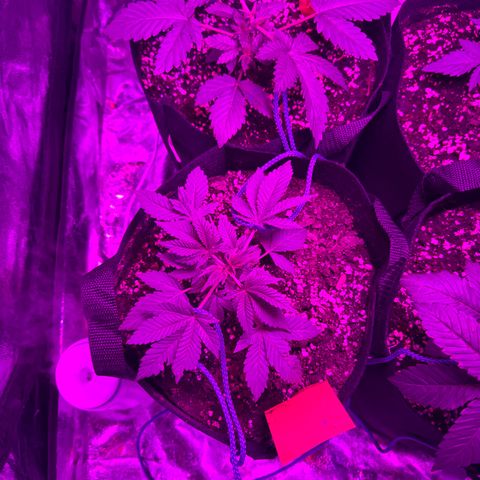 Runtz Muffin  growlog timeline photo