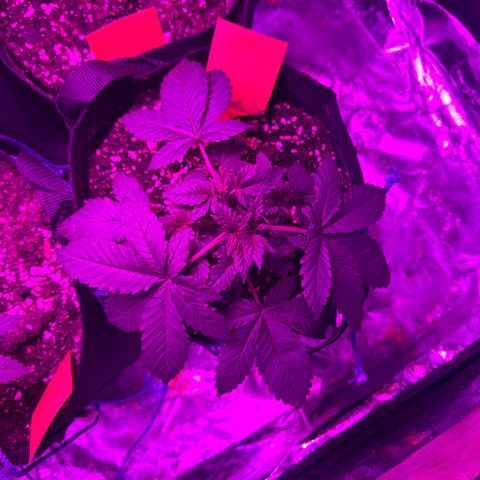 Gorilla Zkittlez growlog timeline photo