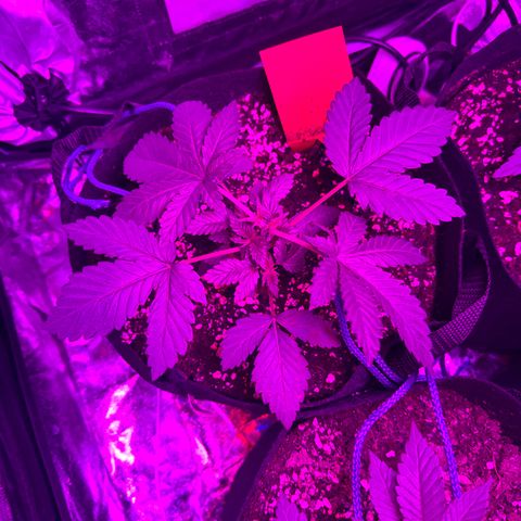 Liberty Haze growlog timeline photo