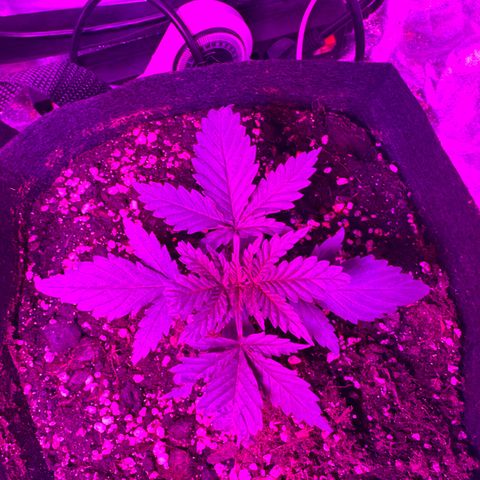 Blue Sunset Sherbert growlog timeline photo