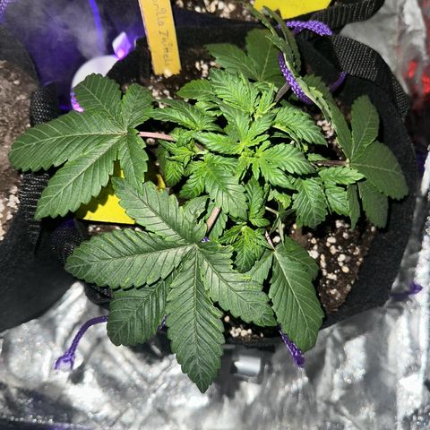 Gorilla Zkittlez growlog timeline photo