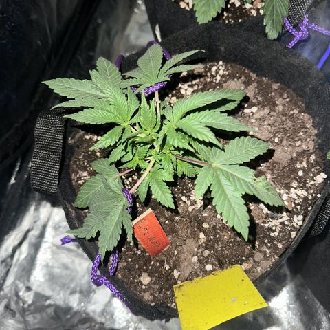 Runtz Muffin  growlog timeline photo