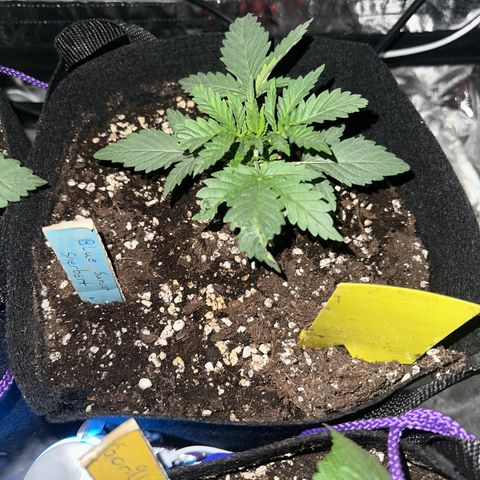Blue Sunset Sherbert growlog timeline photo