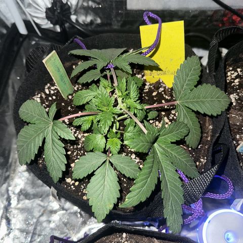 Liberty Haze growlog timeline photo