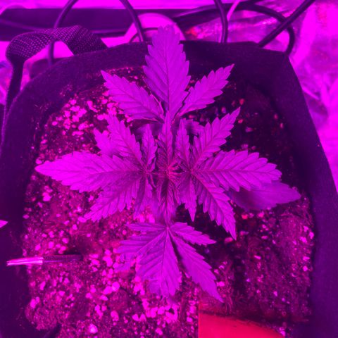 Blue Sunset Sherbert growlog photo: 23:00 Uhr