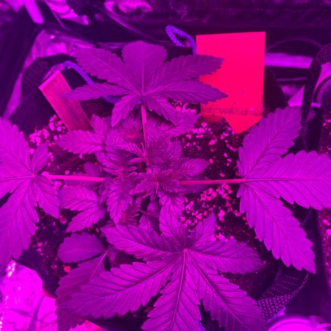 Liberty Haze growlog photo: 23:00 Uhr