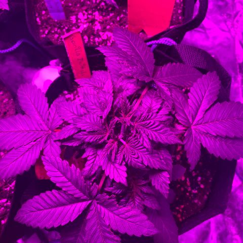 Gorilla Zkittlez growlog photo: 23:00 Uhr