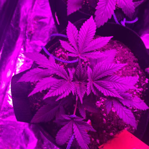 Runtz Muffin  growlog photo: 23 Uhr