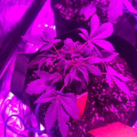 Runtz Muffin  growlog timeline photo