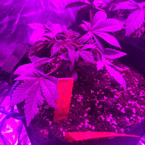 Runtz Muffin  growlog timeline photo