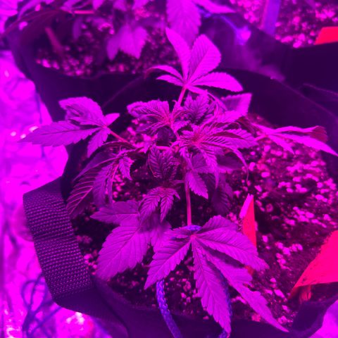 Runtz Muffin  growlog timeline photo
