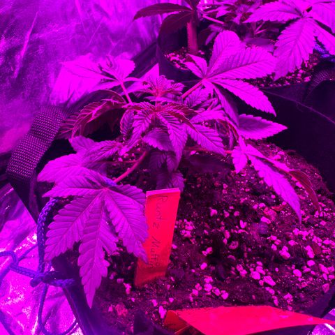 Runtz Muffin  growlog timeline photo