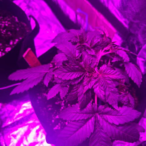 Gorilla Zkittlez growlog timeline photo
