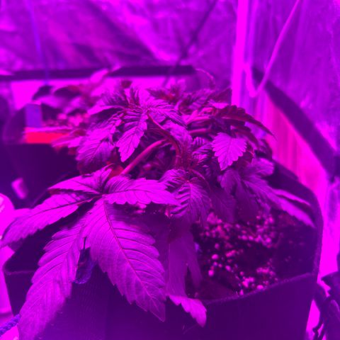 Gorilla Zkittlez growlog timeline photo