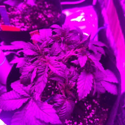 Gorilla Zkittlez growlog timeline photo