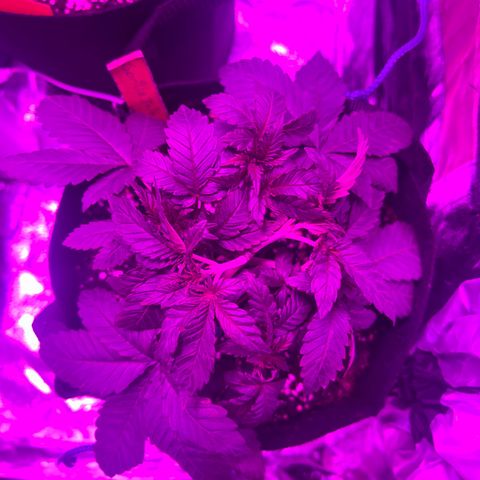Gorilla Zkittlez growlog timeline photo