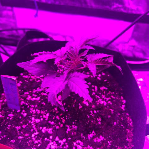 Blue Sunset Sherbert growlog timeline photo