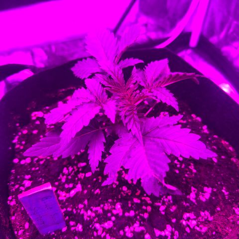 Blue Sunset Sherbert growlog timeline photo