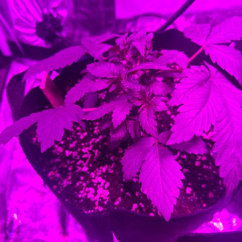 Liberty Haze growlog timeline photo