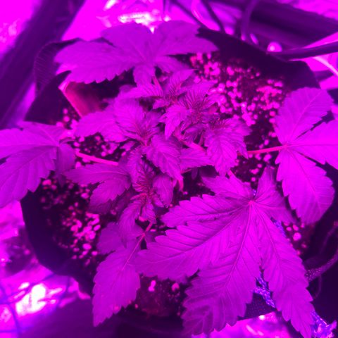 Liberty Haze growlog timeline photo