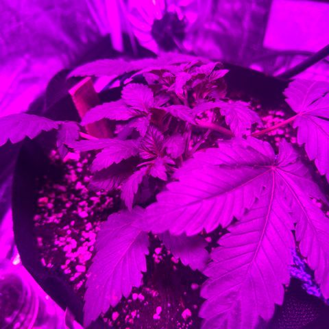 Liberty Haze growlog timeline photo