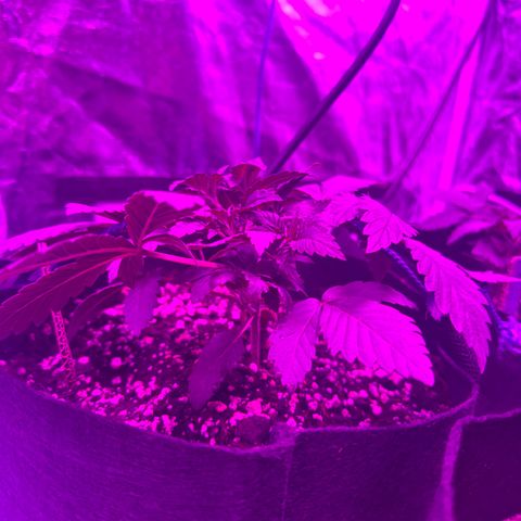 Liberty Haze growlog timeline photo
