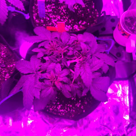 Gorilla Zkittlez growlog timeline photo